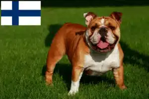 Lire la suite à propos de l’article Éleveurs de bouledogues anglais et chiots en Finlande