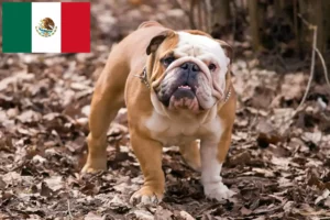 Lire la suite à propos de l’article Éleveurs de bouledogues anglais et chiots au Mexique