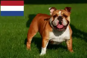 Lire la suite à propos de l’article Éleveurs de bouledogues anglais et chiots aux Pays-Bas