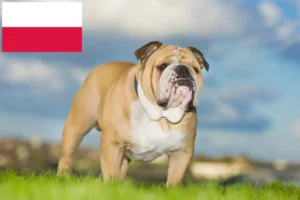 Lire la suite à propos de l’article Éleveurs de Bouledogues anglais et chiots en Pologne