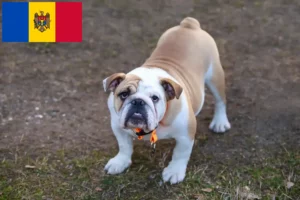 Lire la suite à propos de l’article Bouledogue anglais éleveurs et chiots en République de Moldavie