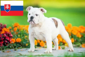 Lire la suite à propos de l’article Éleveurs de bouledogues anglais et chiots en Slovaquie