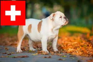 Lire la suite à propos de l’article Éleveurs de Bouledogues anglais et chiots en Suisse