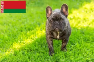 Lire la suite à propos de l’article Bouledogue français éleveurs et chiots en Biélorussie