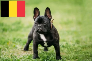 Lire la suite à propos de l’article Éleveurs de Bouledogues français et chiots en Belgique