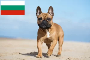 Lire la suite à propos de l’article Éleveurs de Bouledogues français et chiots en Bulgarie