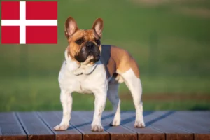 Lire la suite à propos de l’article Bouledogue français éleveurs et chiots au Danemark