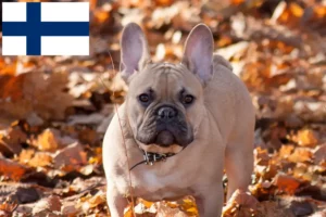 Lire la suite à propos de l’article Éleveurs de bouledogues français et chiots en Finlande