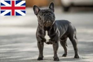 Lire la suite à propos de l’article Éleveurs et chiots de bouledogues français au Royaume-Uni