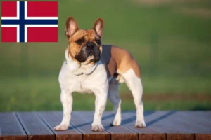 Lire la suite à propos de l’article Éleveurs de bouledogues français et chiots en Norvège