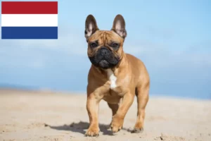 Lire la suite à propos de l’article Éleveurs de bouledogues français et chiots aux Pays-Bas