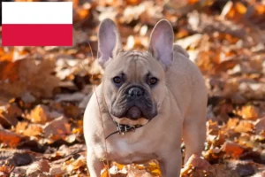 Lire la suite à propos de l’article Éleveurs de Bouledogues français et chiots en Pologne