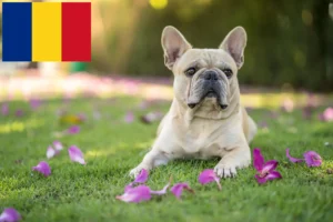 Lire la suite à propos de l’article Éleveurs de Bouledogues français et chiots en Roumanie