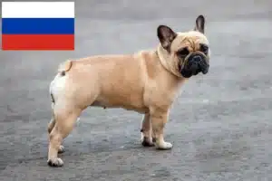 Lire la suite à propos de l’article Éleveurs de bouledogues français et chiots en Russie