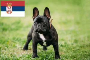 Lire la suite à propos de l’article Éleveurs de Bouledogues français et chiots en Serbie