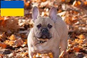 Lire la suite à propos de l’article Bouledogue français éleveurs et chiots en Ukraine