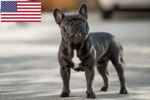 Lire la suite à propos de l’article Éleveurs de bouledogues français et chiots aux États-Unis