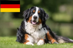 Lire la suite à propos de l’article Bouvier bernois éleveurs et chiots en Allemagne