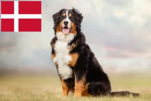 Lire la suite à propos de l’article Bouvier bernois éleveurs et chiots au Danemark