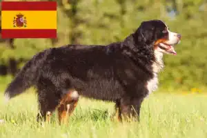 Lire la suite à propos de l’article Bouvier bernois éleveurs et chiots en Espagne