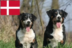 Lire la suite à propos de l’article Bouvier d’Appenzell éleveurs et chiots au Danemark