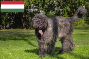 Lire la suite à propos de l’article Bouvier des Flandres éleveurs et chiots en Hongrie