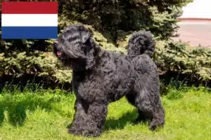 Lire la suite à propos de l’article Bouvier des Flandres éleveurs et chiots aux Pays-Bas