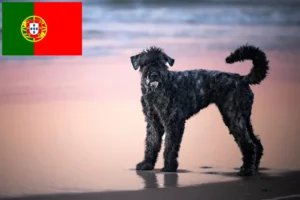 Lire la suite à propos de l’article Bouvier des Flandres éleveurs et chiots au Portugal