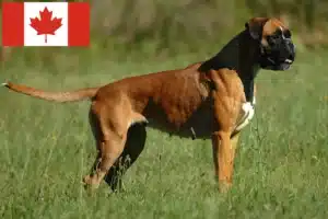 Lire la suite à propos de l’article Éleveurs de boxers et chiots au Canada