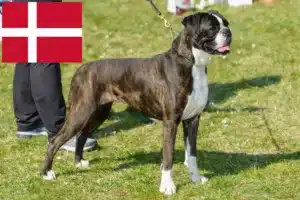 Lire la suite à propos de l’article Boxer éleveurs et chiots au Danemark