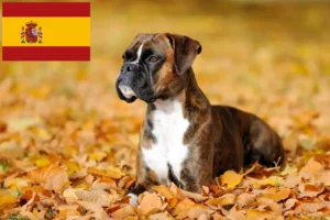 Lire la suite à propos de l’article Éleveurs de boxers et chiots en Espagne