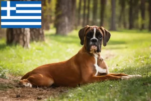 Lire la suite à propos de l’article Éleveurs de boxers et chiots en Grèce