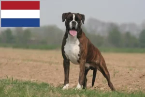 Lire la suite à propos de l’article Éleveurs de boxers et chiots aux Pays-Bas