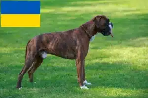 Lire la suite à propos de l’article Boxer éleveurs et chiots en Ukraine