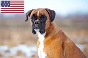 Lire la suite à propos de l’article Éleveurs de boxers et chiots aux États-Unis