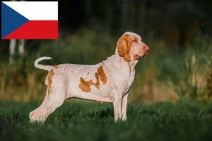 Lire la suite à propos de l’article Bracco Italiano Éleveurs et chiots en République tchèque