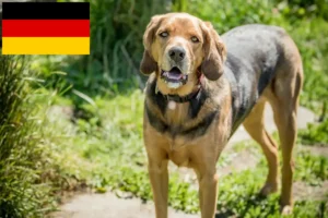 Lire la suite à propos de l’article Éleveurs de braques polonais et chiots en Allemagne