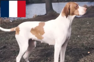 Lire la suite à propos de l’article Braque Saint-Germain éleveurs et chiots en France