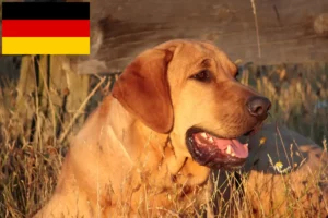 Lire la suite à propos de l’article Éleveurs de Broholmer et chiots en Allemagne