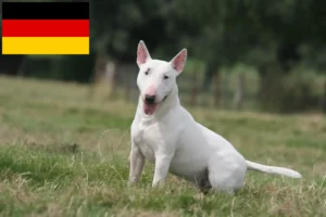 Lire la suite à propos de l’article Éleveurs de Bull Terriers et chiots en Allemagne