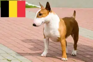 Lire la suite à propos de l’article Éleveurs de Bull Terriers et chiots en Belgique