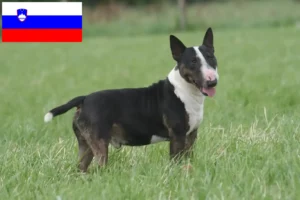 Lire la suite à propos de l’article Éleveurs de Bull Terriers et chiots en Slovénie