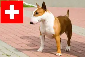 Lire la suite à propos de l’article Éleveurs de Bull Terriers et chiots en Suisse