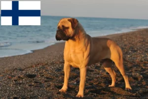 Lire la suite à propos de l’article Éleveurs de Bullmastiff et chiots en Finlande