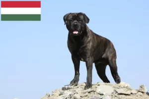 Lire la suite à propos de l’article Éleveurs de Bullmastiff et chiots en Hongrie