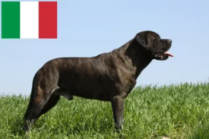 Lire la suite à propos de l’article Éleveurs de Bullmastiffs et chiots en Italie