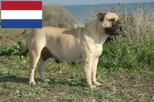 Lire la suite à propos de l’article Éleveurs de Bullmastiff et chiots aux Pays-Bas