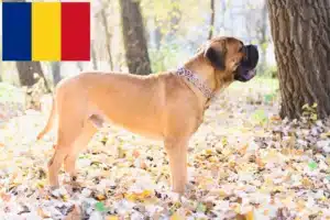 Lire la suite à propos de l’article Éleveurs de Bullmastiffs et chiots en Roumanie