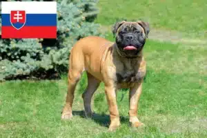 Lire la suite à propos de l’article Éleveurs de Bullmastiffs et chiots en Slovaquie