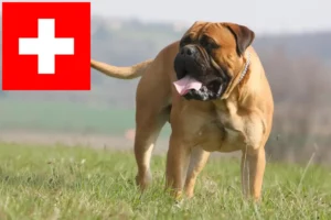 Lire la suite à propos de l’article Éleveurs de Bullmastiff et chiots en Suisse